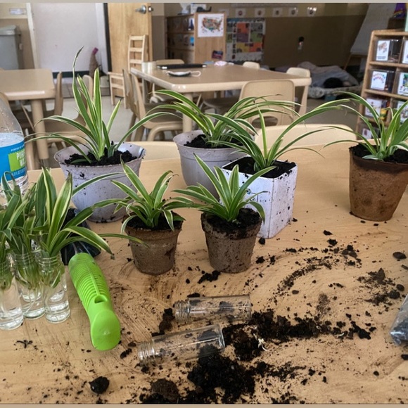 Other - Baby spider plants